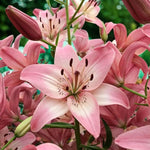 Oriental Lily Rosellas Dream Bulbs  4
