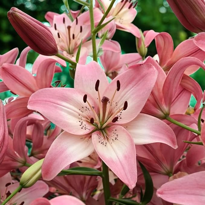 Oriental Lily Rosellas Dream Bulbs  4