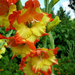 Gladiolus Bulbs Princess Margaret Rose  3