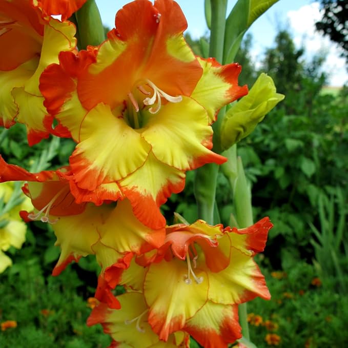Gladiolus Bulbs Princess Margaret Rose  3