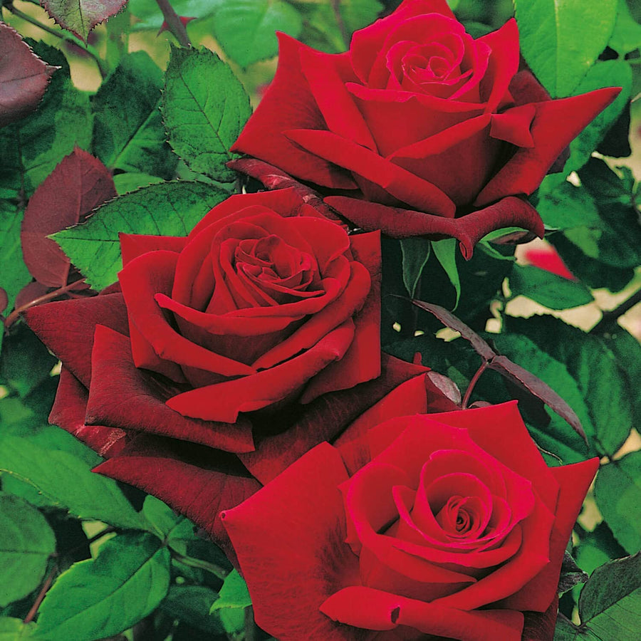 Red Rose Bush - Deep Secret 71zHHsjGG2L._AC_SL1500_ 1