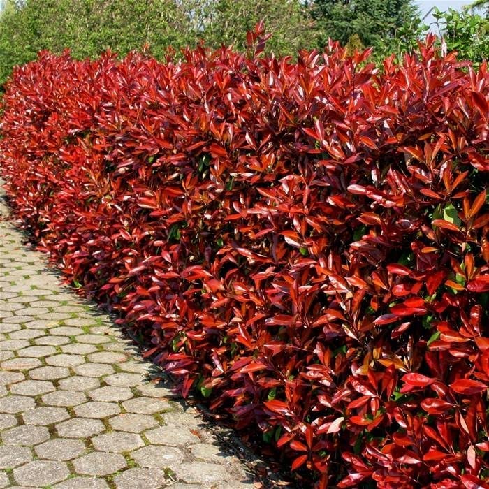'Little Red Robin' Photinia  - 2 Plants 71zK4MVQtgL._AC_ 4