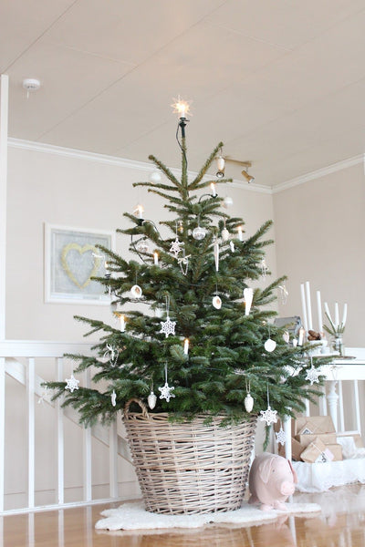 2 x Nordmann Fir - Pot Grown Christmas Trees (2ft - 4ft) image3