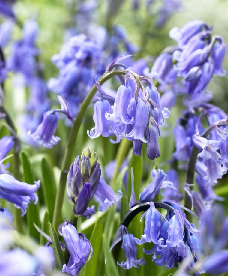 Bluebell Flower Plants 3 x Bluebell Flower Plants image3 2