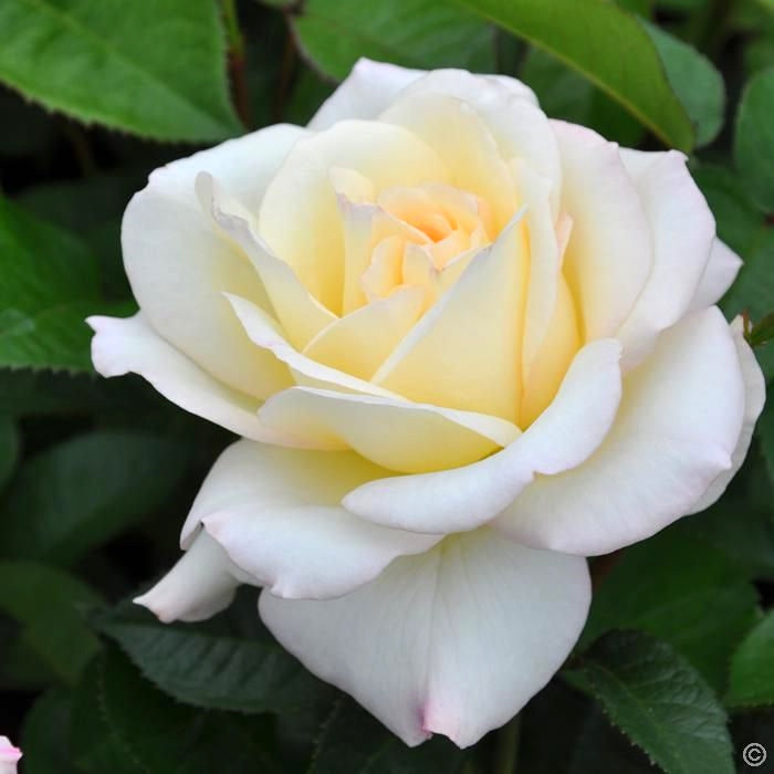 Scented Rose in 2L Tall Rose Pot - (True Love) Scented Rose in 2L Tall Rose Pot - (True Love) image1 1