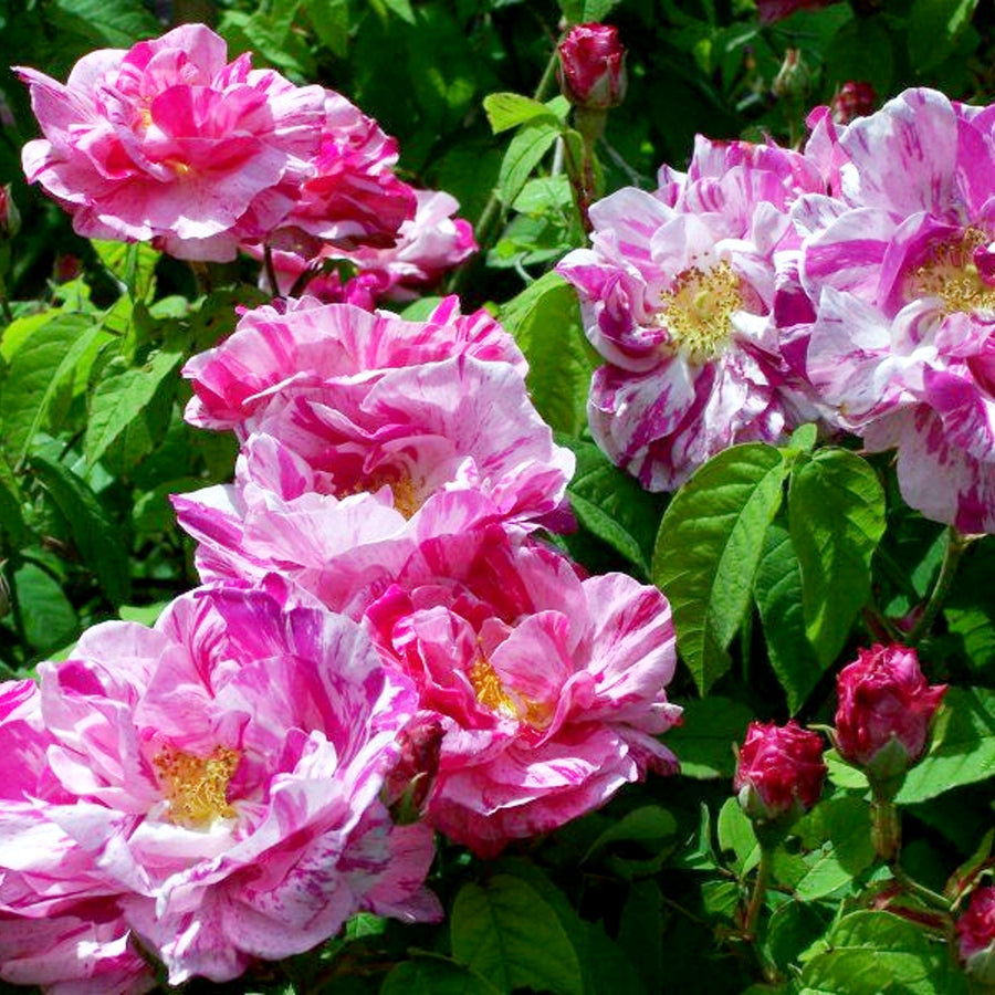 Mundi Rose Bush Pink Stripe 75627bd8bc28bb6b6c265e76f0fad20e 3