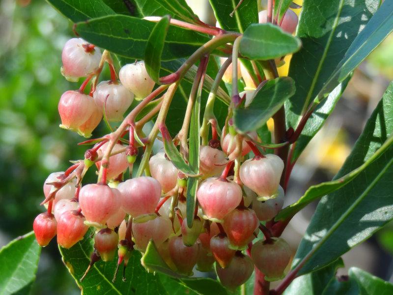 Arbutus unedo Rubra (Pink Strawberry Tree) 76_4_Arbutus-unedo-Rubra-Rotbluehender-Erdbeerbaum 3