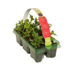 Verbena Scarlet Bedding Plants  5