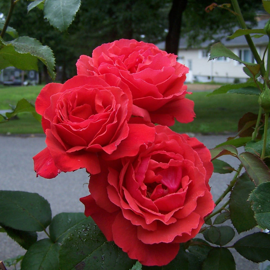 Rose Bush 'Fragrant Cloud' 795710a8c8f03f90ffe573e5de9ea865 4