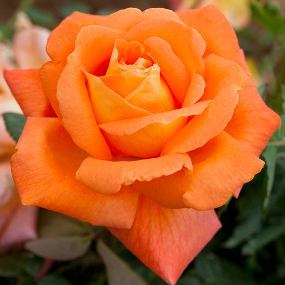 Orange Rose Bush - Whisky Mac 7c2d7fec574d045973fcd1ef89a615f5--dozen-roses-orange-roses 1