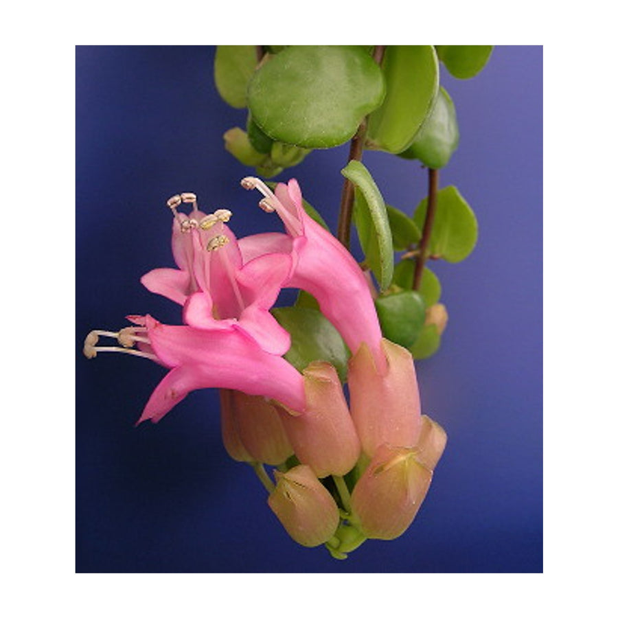Aeschynanthus 'Thai Pink' Lipstick Hanging Plant 80206 3