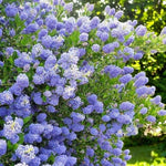 Ceanothus Puget Blue  4