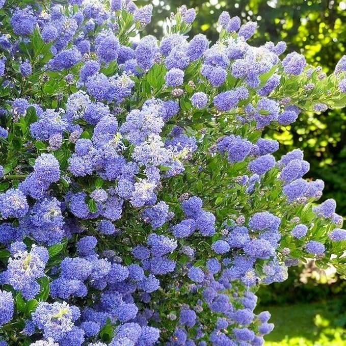 Ceanothus Puget Blue  4