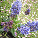 Ceanothus Puget Blue  3