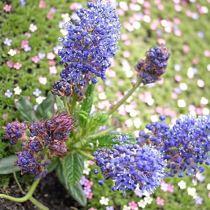Ceanothus Puget Blue  3