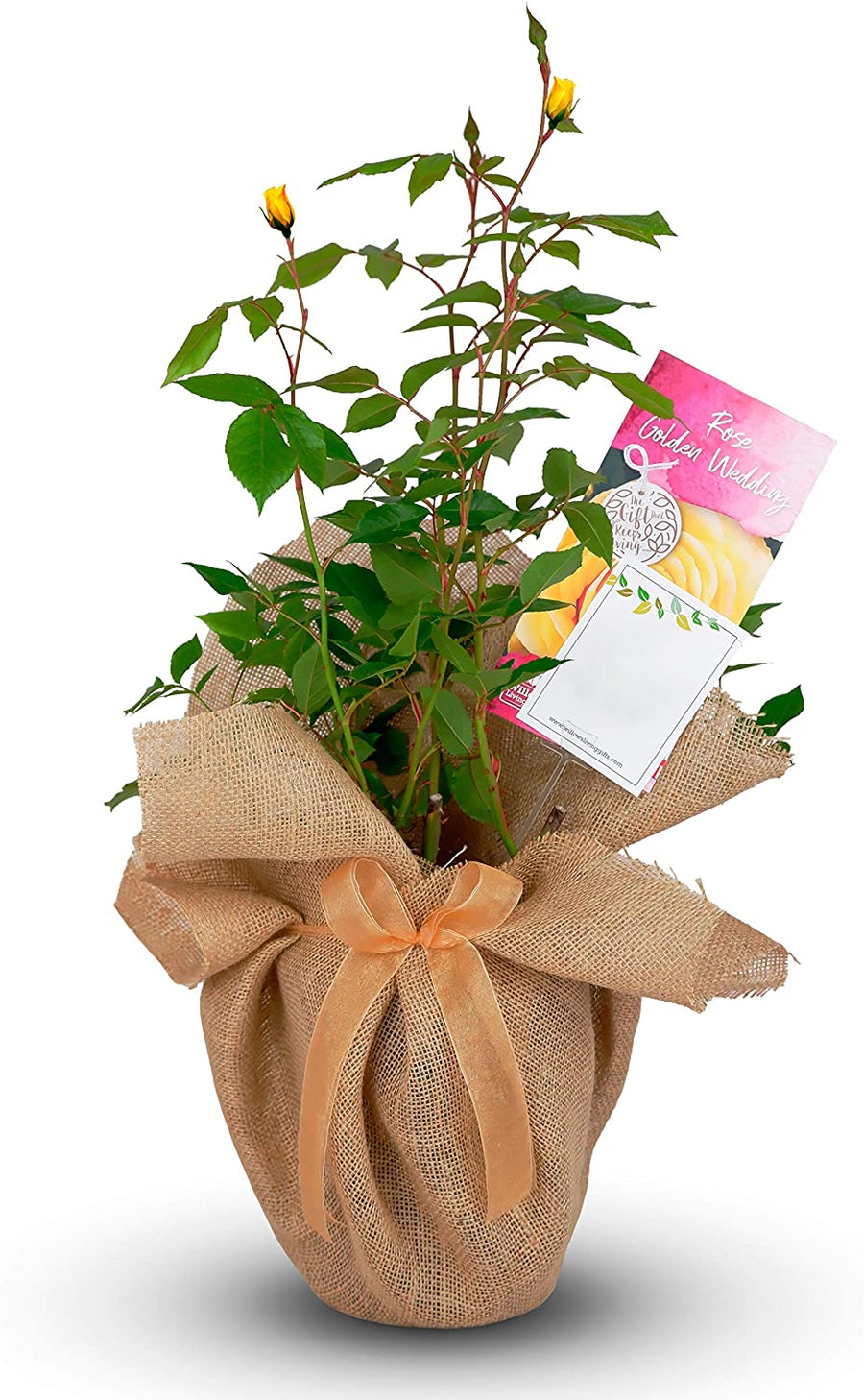 Golden 50th Wedding Anniversary Rose Bush Gift Wrapped 811+T8wiKLL._AC_SL1500_ 1