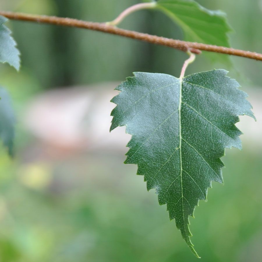 Silver Birch Tree - Betual Pendula Fastigiata Silver Birch Tree - Betual Pendula Fastigiata image2 2