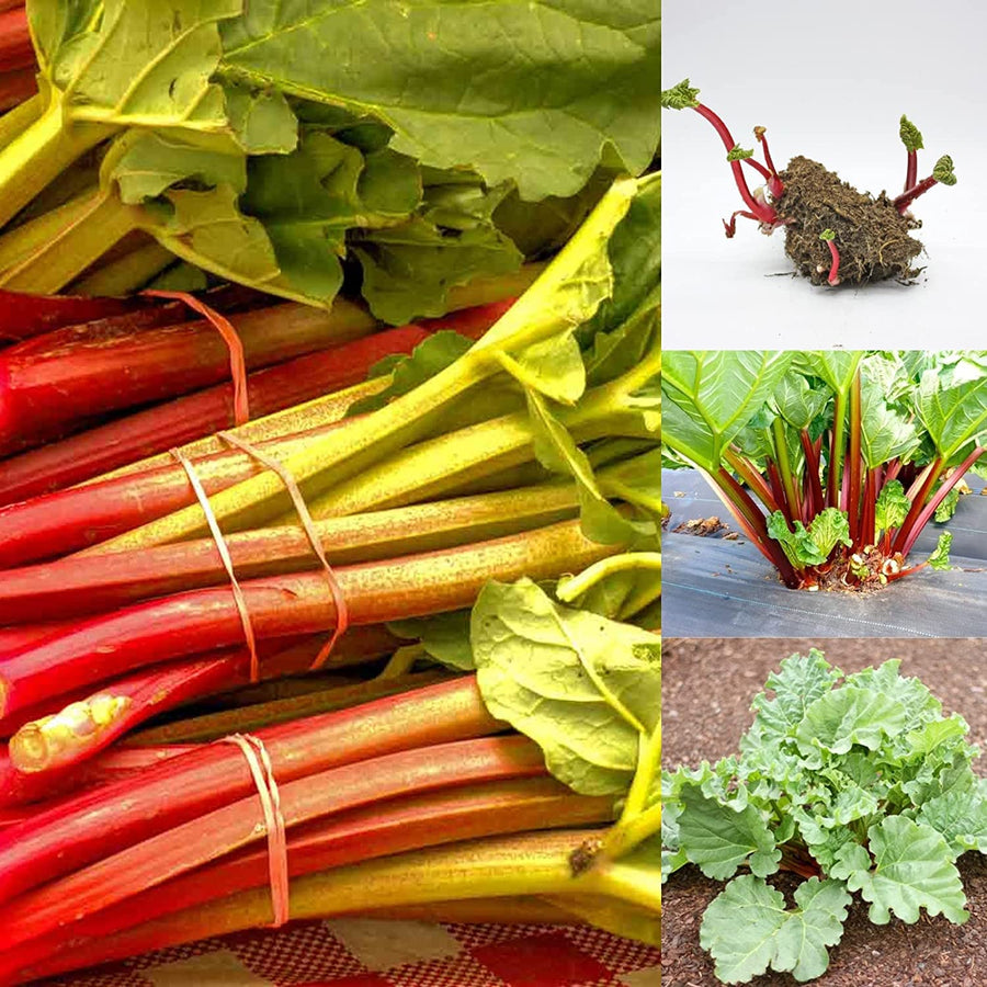 Victoria Rhubarb Crown Plants 812EGunq3fL._AC_SL1500_ 1