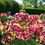 Abracadabra Bare Root Rose  2