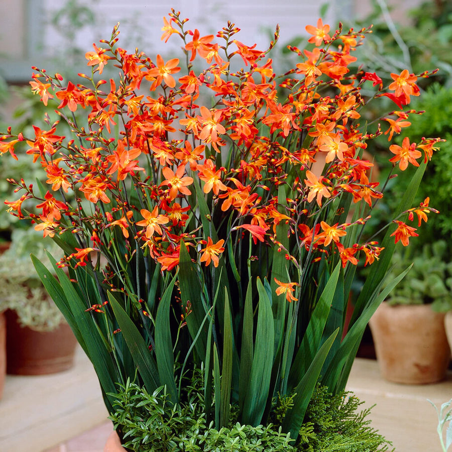 Crocosmia Carmine Brilliant  2