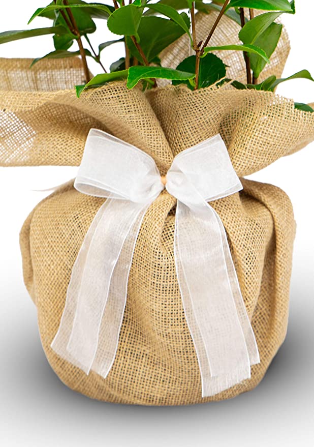 Blue Sapphire 65th Wedding Anniversary Rose Bush Gift Wrapped  3