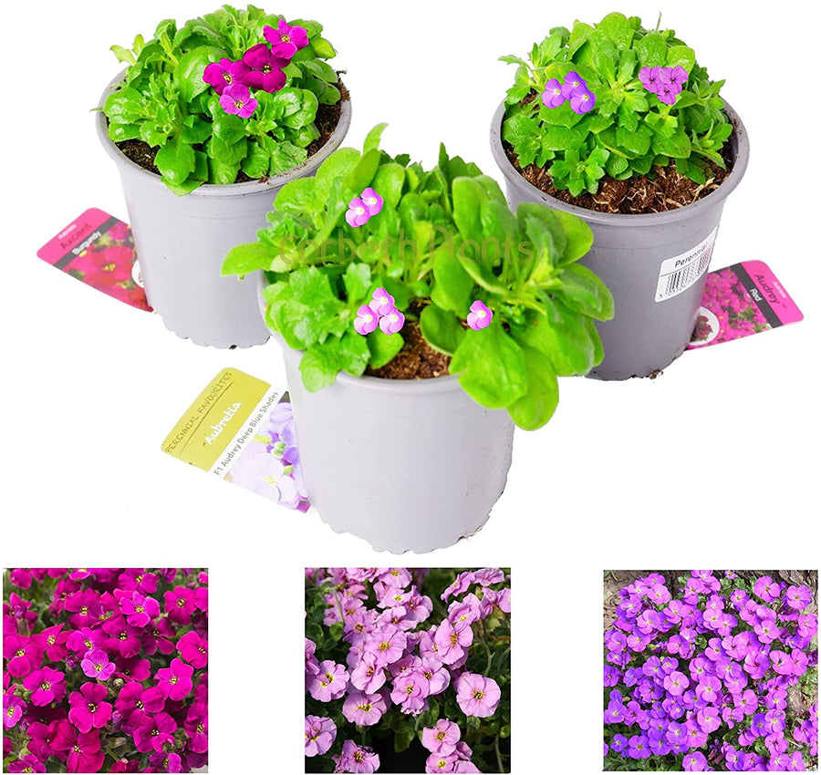 Aubrieta Audrey Pack Aubrieta Audrey Pack of 3 Plants image1 1