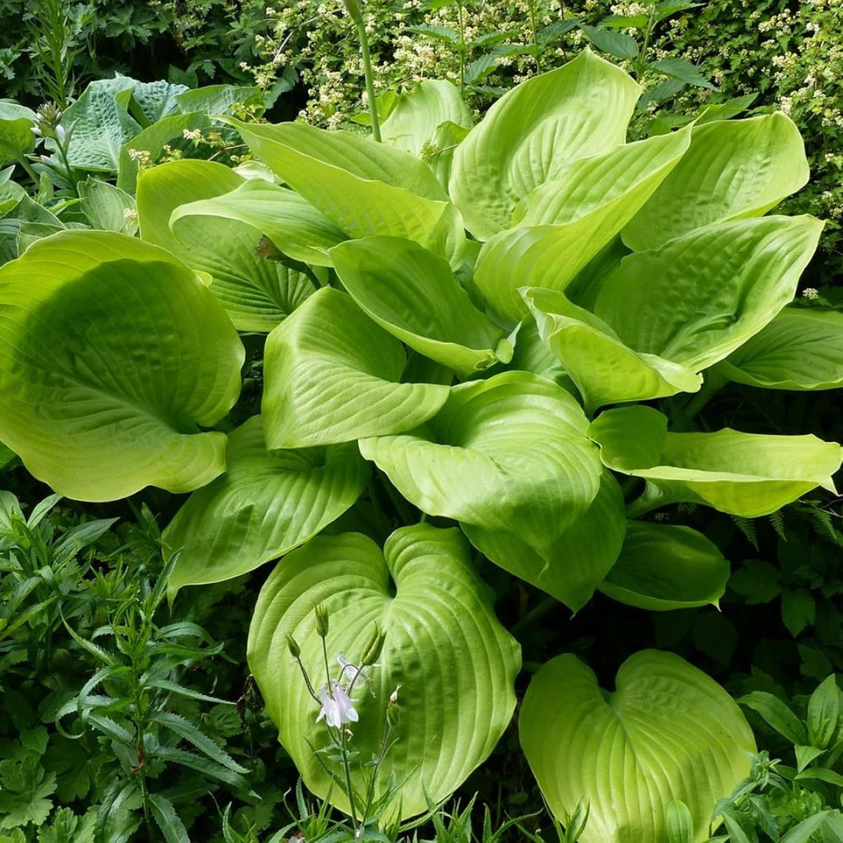 Hosta Sum and Substance (2 Plants)  4