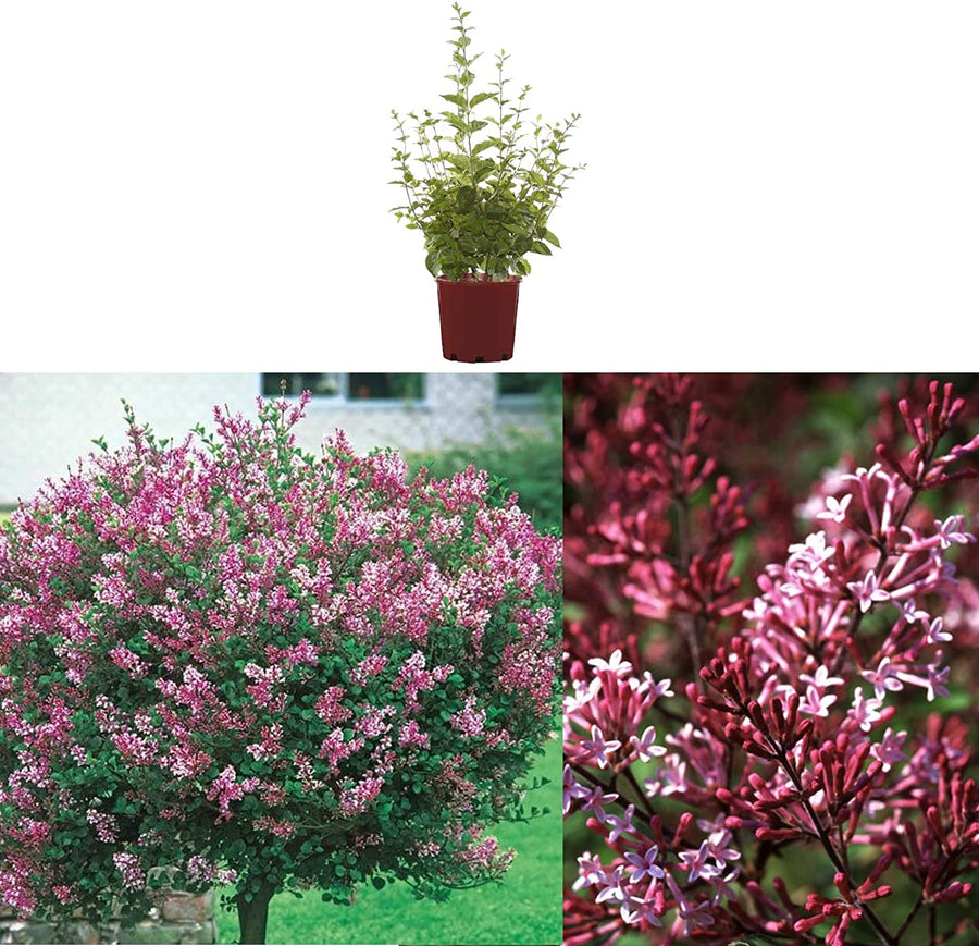 Syringa Red Pixie Syringa Red Pixie image1 2