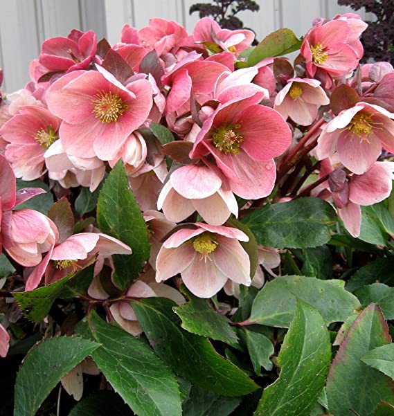 Helleborus Pink Marble 815mS5ngDkL._AC_SX569_ 1