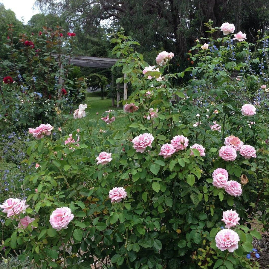 Pink Rose Bush - Frederic Mistral 815v39WZSnL._AC_SL1080_ 5