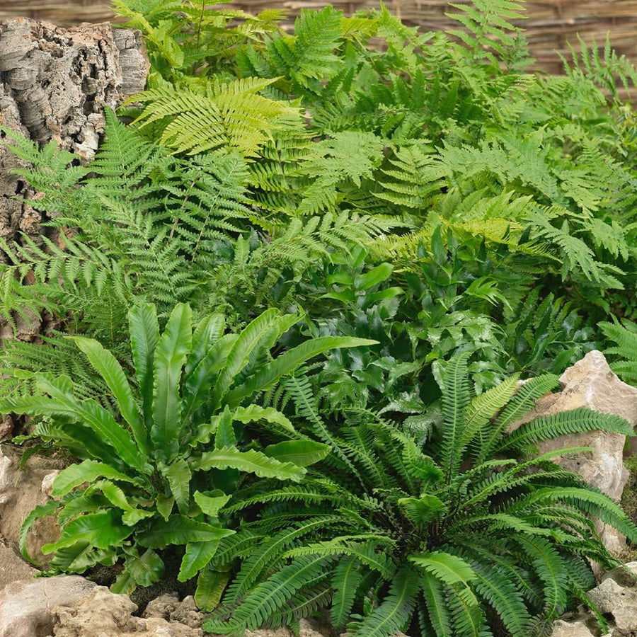 Fern Plant Mix Fern Plant Mix (10 Plants) image4 4