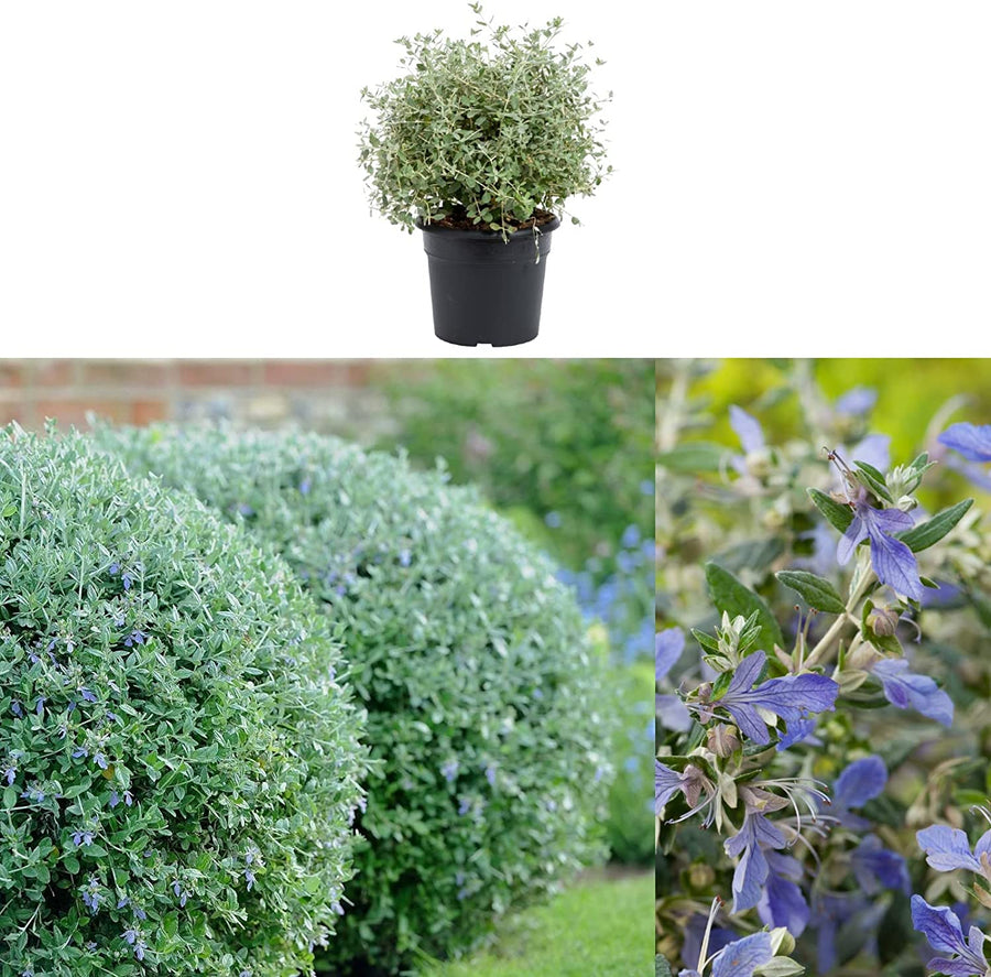 Teucrium Fruticans Teucrium Fruticans image1 1