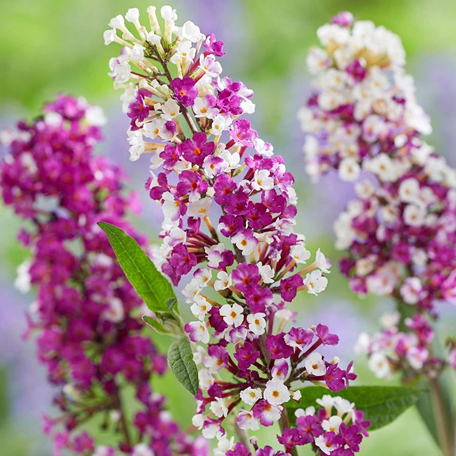 Buddleja 'Berries and Cream' Buddleja 'Berries and Cream' image3 3