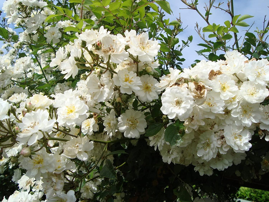 White Rose Bush - Guirlandes D'amour 81A+qqB6AtL._AC_SL1500_ 4