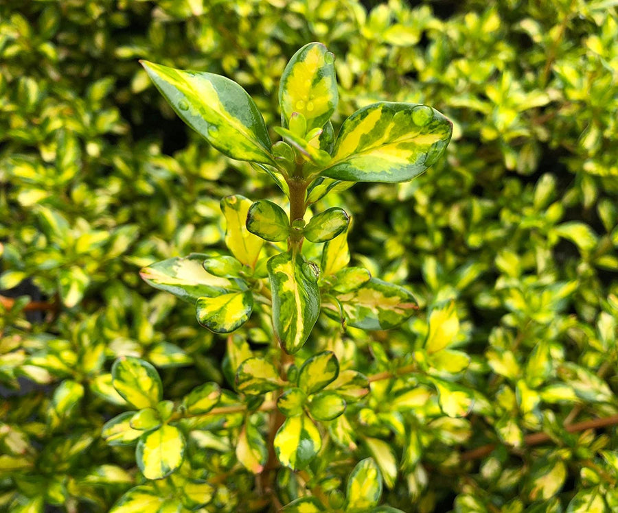 Coprosma Lemon and Lime - 2 Plants 81BZhSvm+ZL._AC_SL1500_ 1