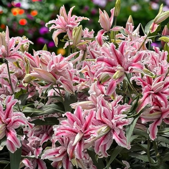 Oriental Lily Magic Star Bulbs  3