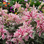 Oriental Lily Magic Star Bulbs  3