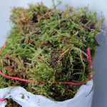 Fresh Natural Sphagnum Moss  3