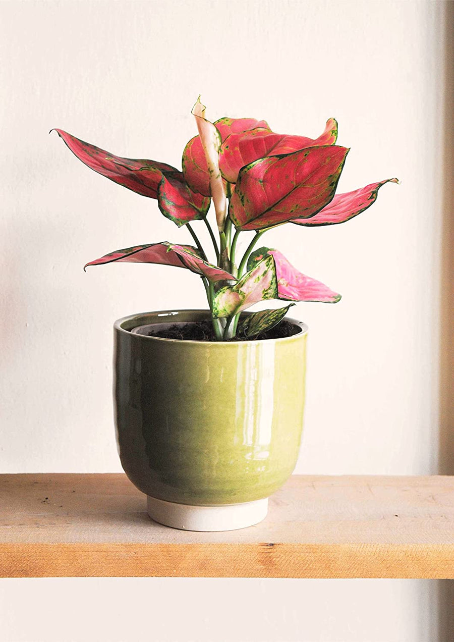 Aglaonema Pink Star Aglaonema Pink Star image4 1