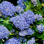 Ceanothus Puget Blue  1