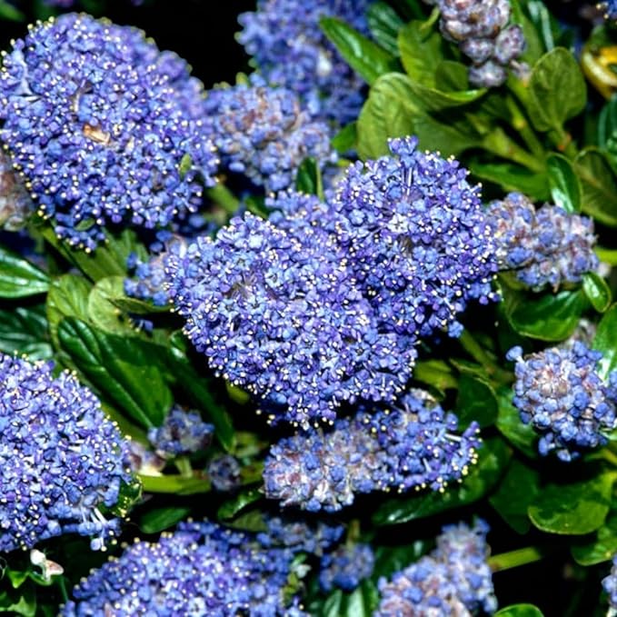 Ceanothus Puget Blue  1