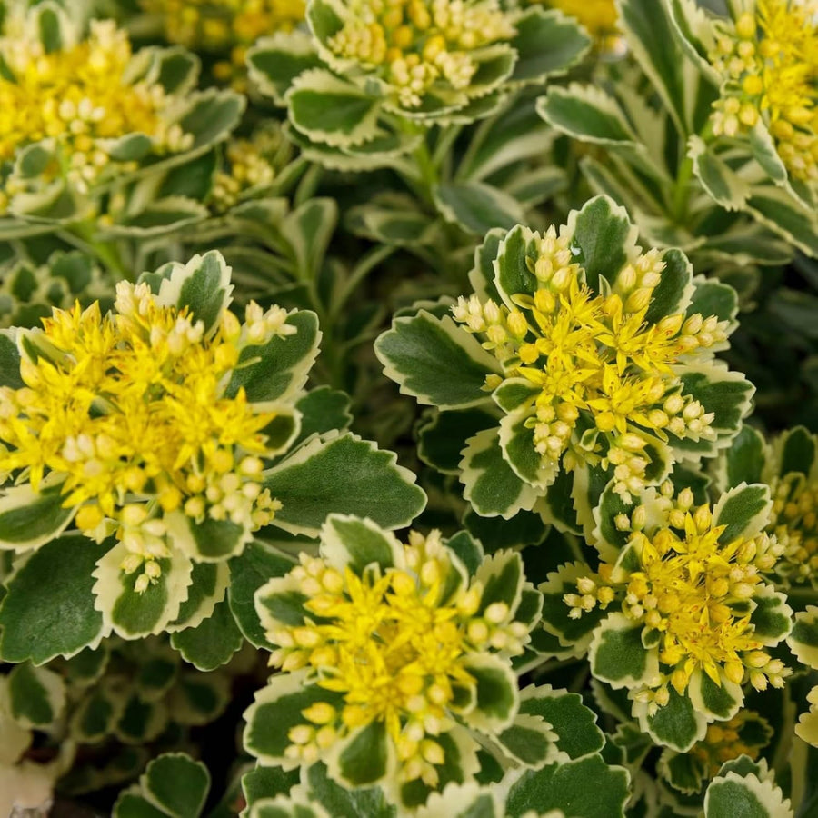 Sedum Takesimense Atlantis Plant  3