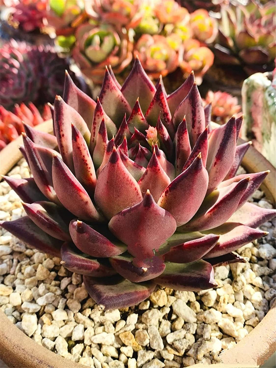 Sempervivum Butterscotch Baby Sempervivum Butterscotch Baby image2 2