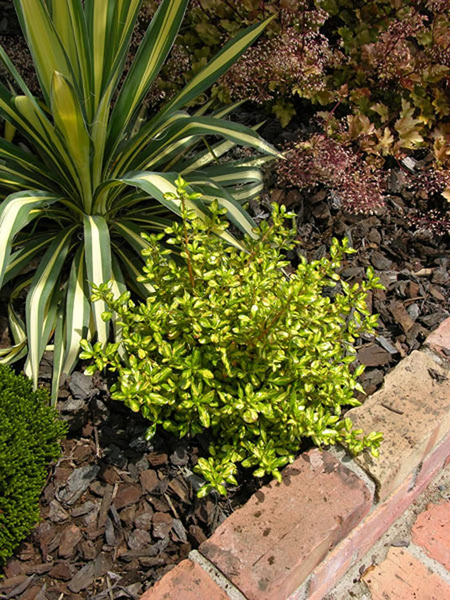 Coprosma Lemon and Lime - 2 Plants 81FVwkB0bhL._AC_SL1500_ 3
