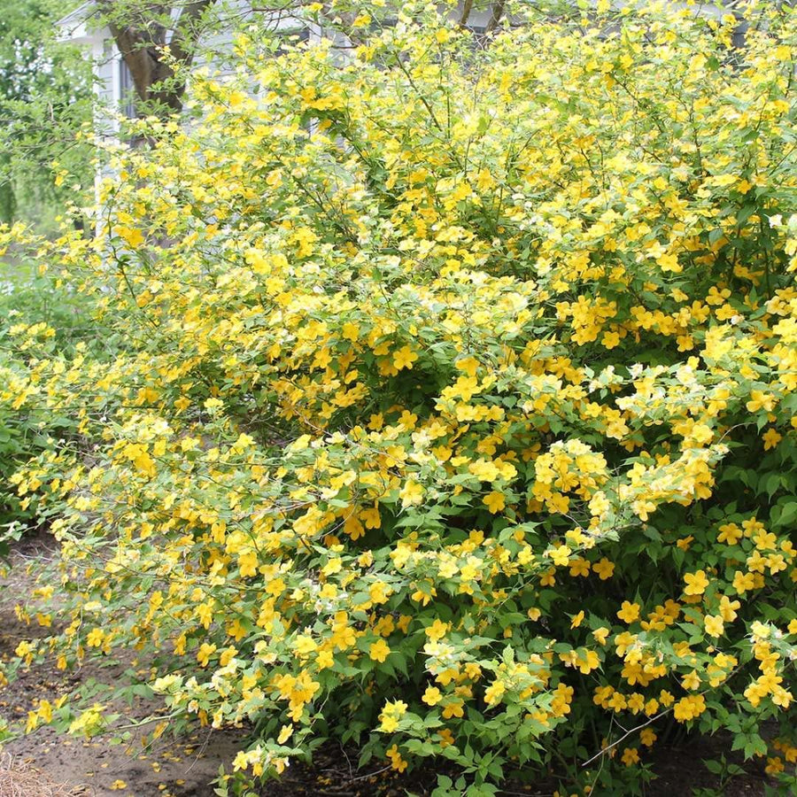 Kerria Golden Guinea Kerria Golden Guinea image2 2