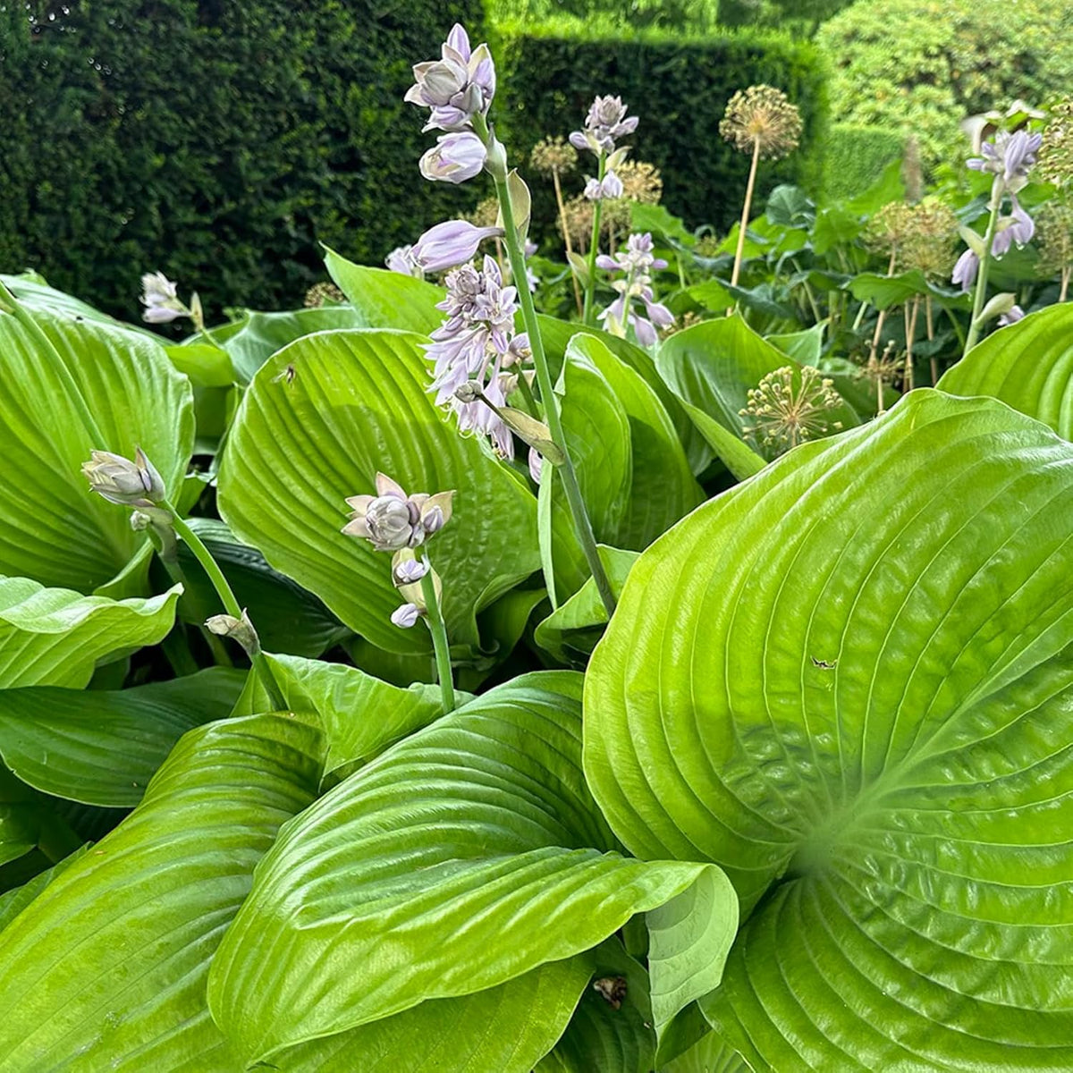 Hosta Sum and Substance (2 Plants)  5