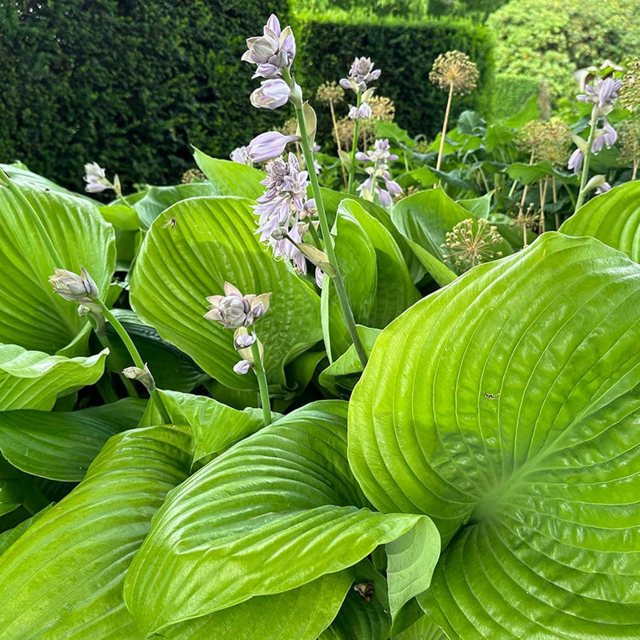 Hosta Sum and Substance  5