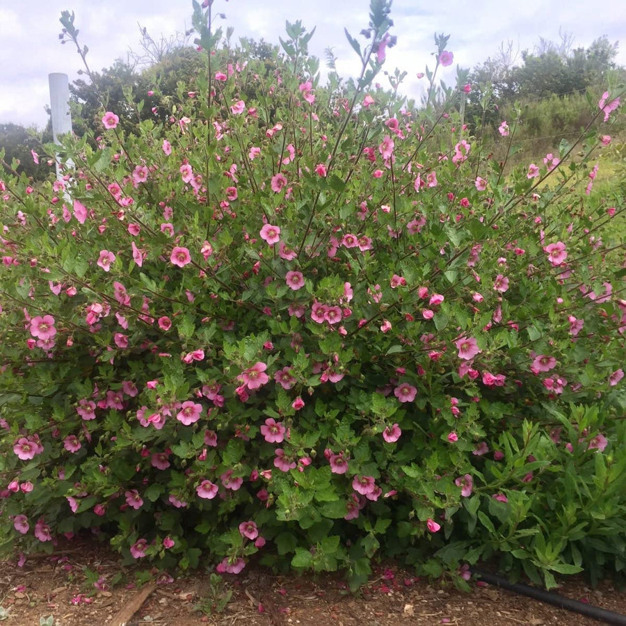 Anisodontea Capensis - Pink Cape Mallow Plant 81GB8Y9gqnL._AC_SL1200_ 4