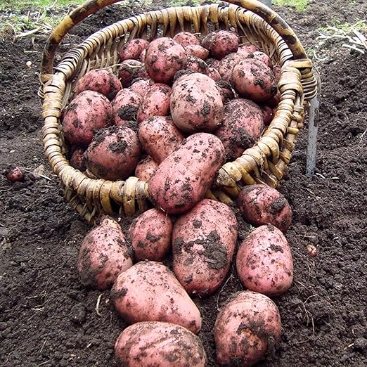 Rooster Seed Potatoes  3