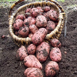 Rooster Seed Potatoes  3